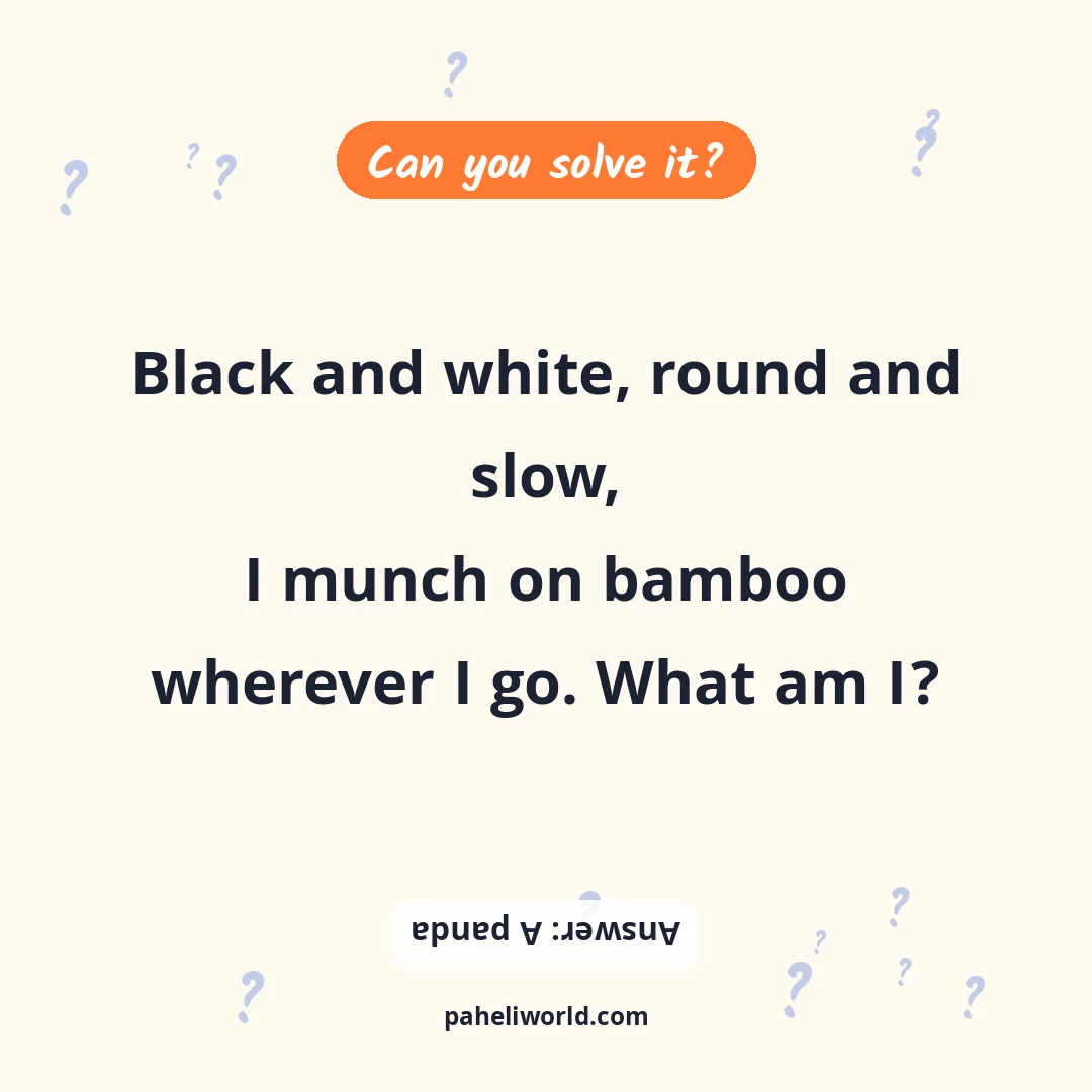 Riddle: Black and white, round and slow,
I munch on bamboo wherever I go. What am I?