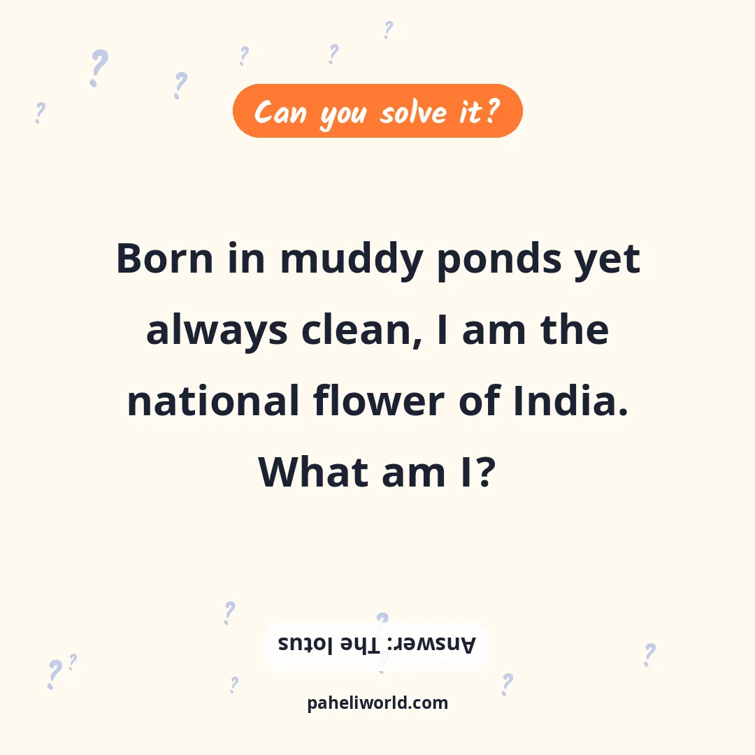 Riddle: Born in muddy ponds yet always clean, I am the national flower of India. What am I?